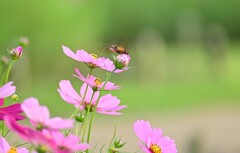 蜂がやってきた