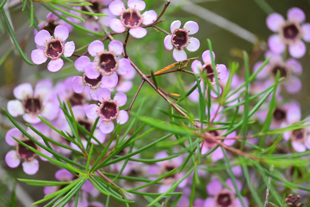 ギョリュウ梅(白）
