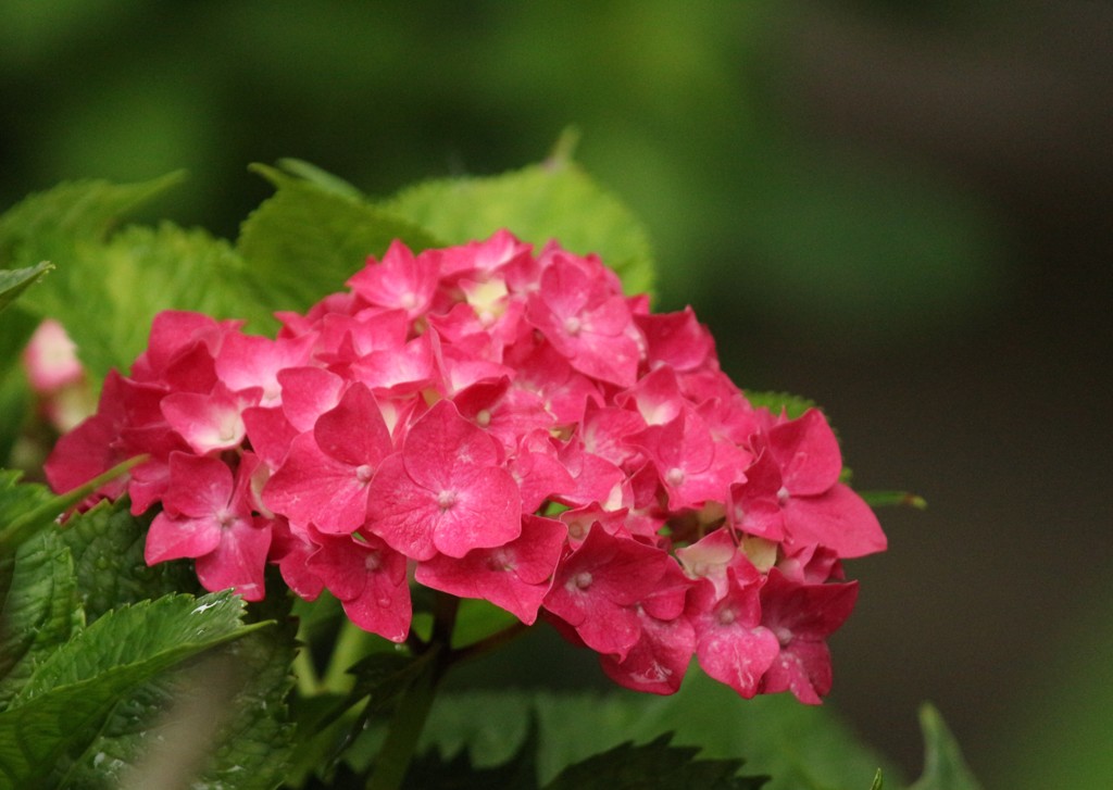 ピンク紫陽花
