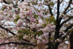 満開の桜