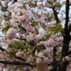 満開の桜