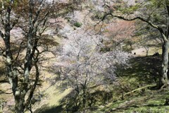 山桜