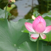 清らか
