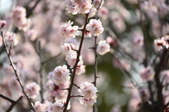 梅花満開