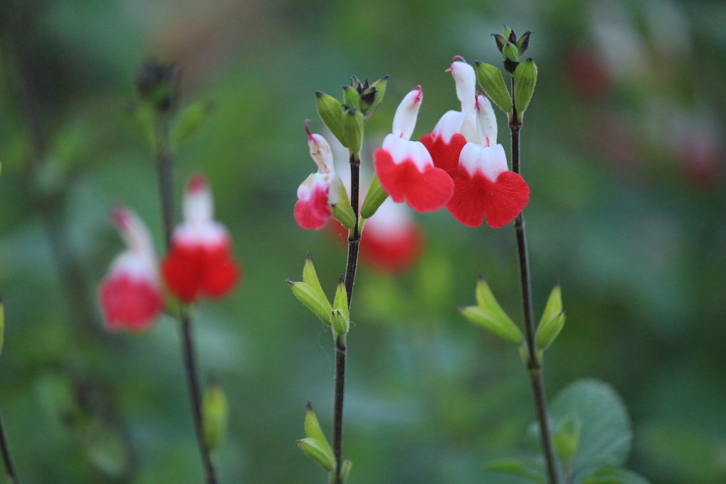 ホットリップス