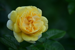ミケランジェロ薔薇
