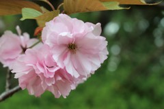 桜日和