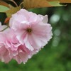 桜日和