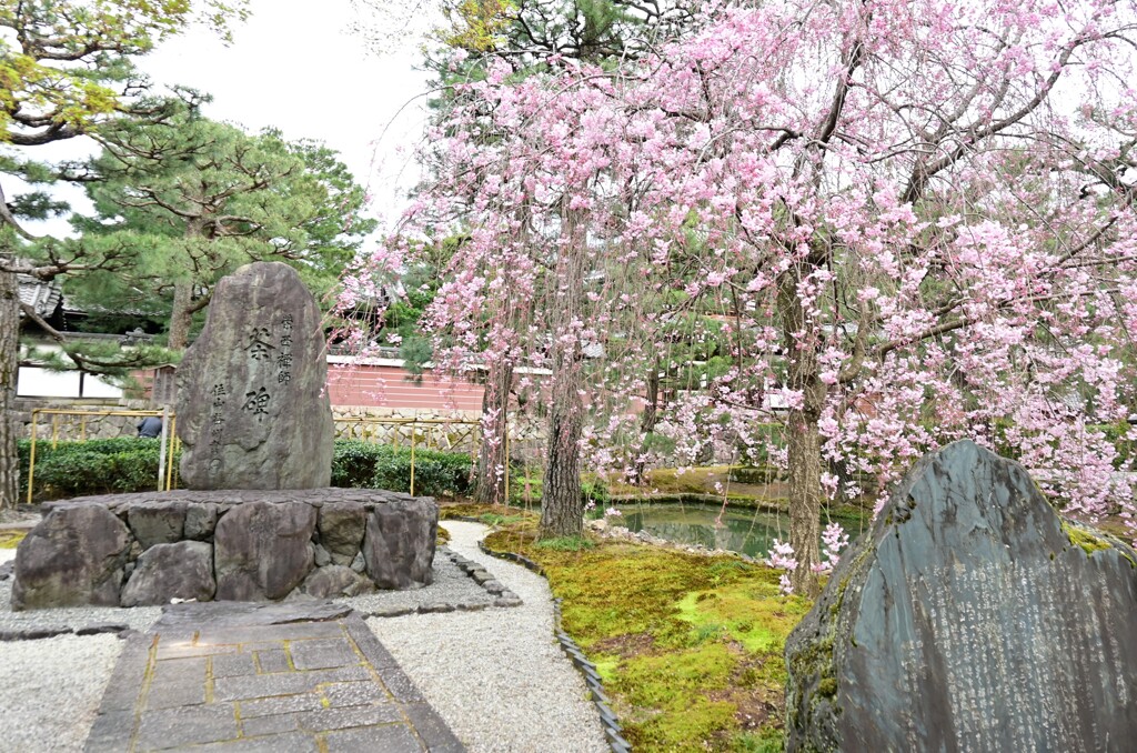 お庭の桜