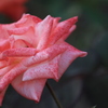 PinkRose