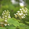 森にに咲くアジサイ