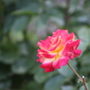 rose3