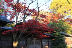 カラフルの屋根