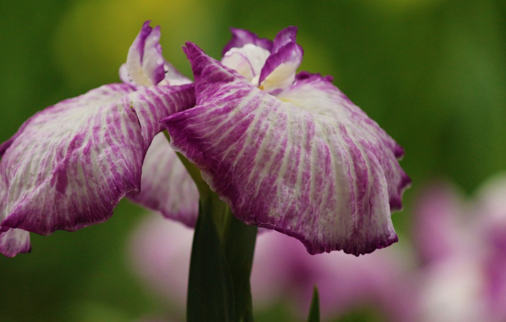 花菖蒲