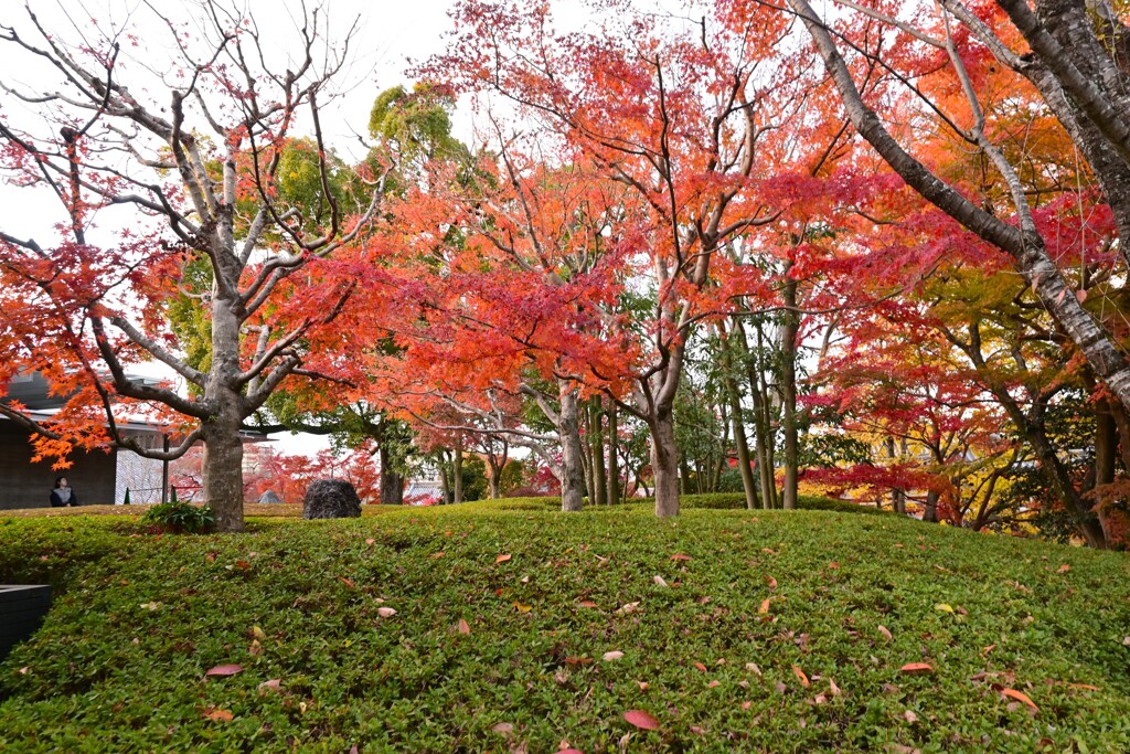 平等院内の紅葉