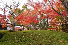 平等院内の紅葉