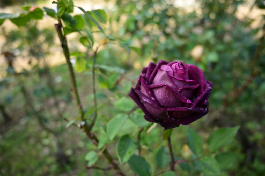 雨上がりの薔薇