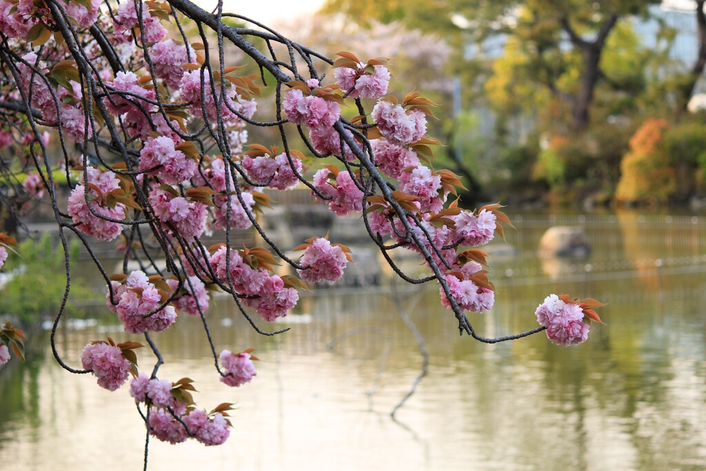 垂れ枝桜