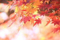 風に揺れる