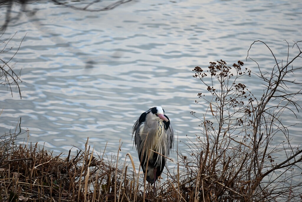 一羽のアオサギ