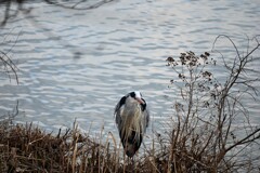 一羽のアオサギ