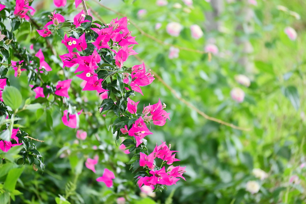 ブーゲンビリア