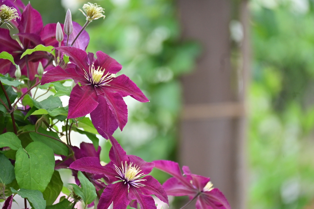 バラ園中のクレマチス