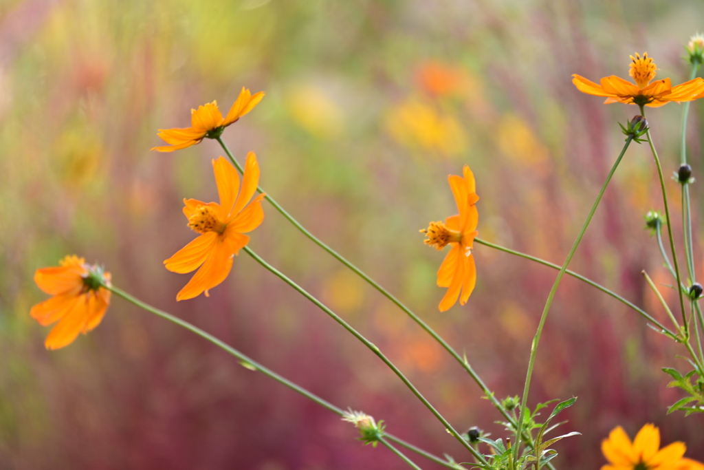 キバナコスモス