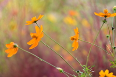 キバナコスモス