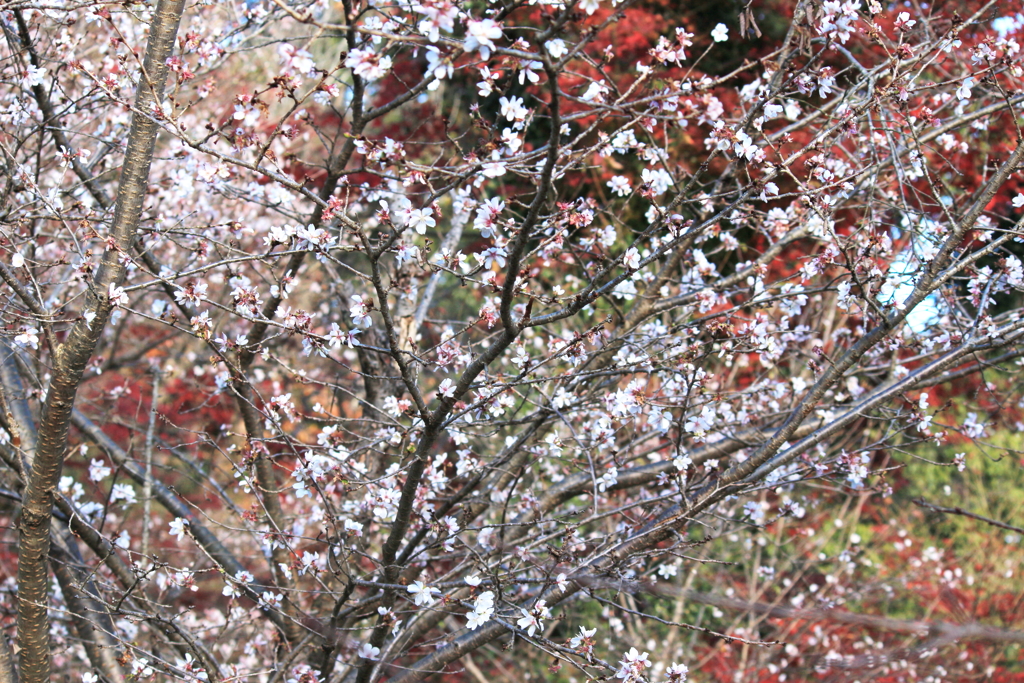 桜と紅葉の混じり
