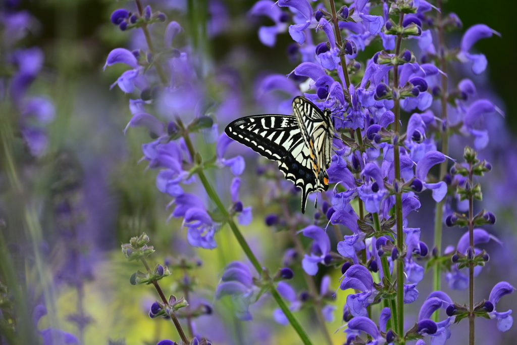 近くに飛んできアゲハチョウ