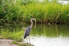 水辺のアオサギ