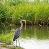 水辺のアオサギ