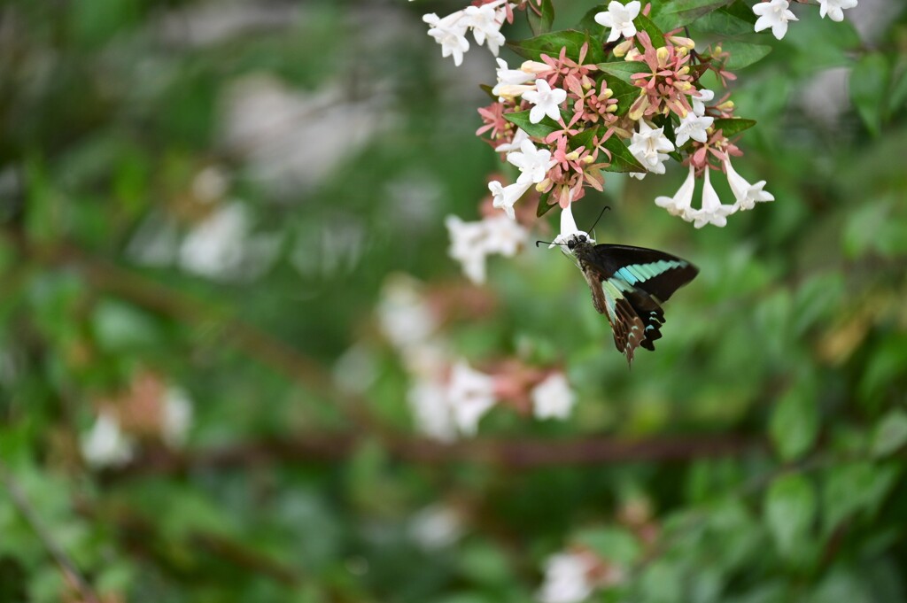 アベリアと蝶