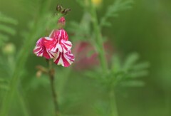 パープルストリーム