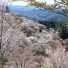 山桜満開