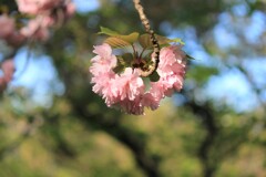 八重桜