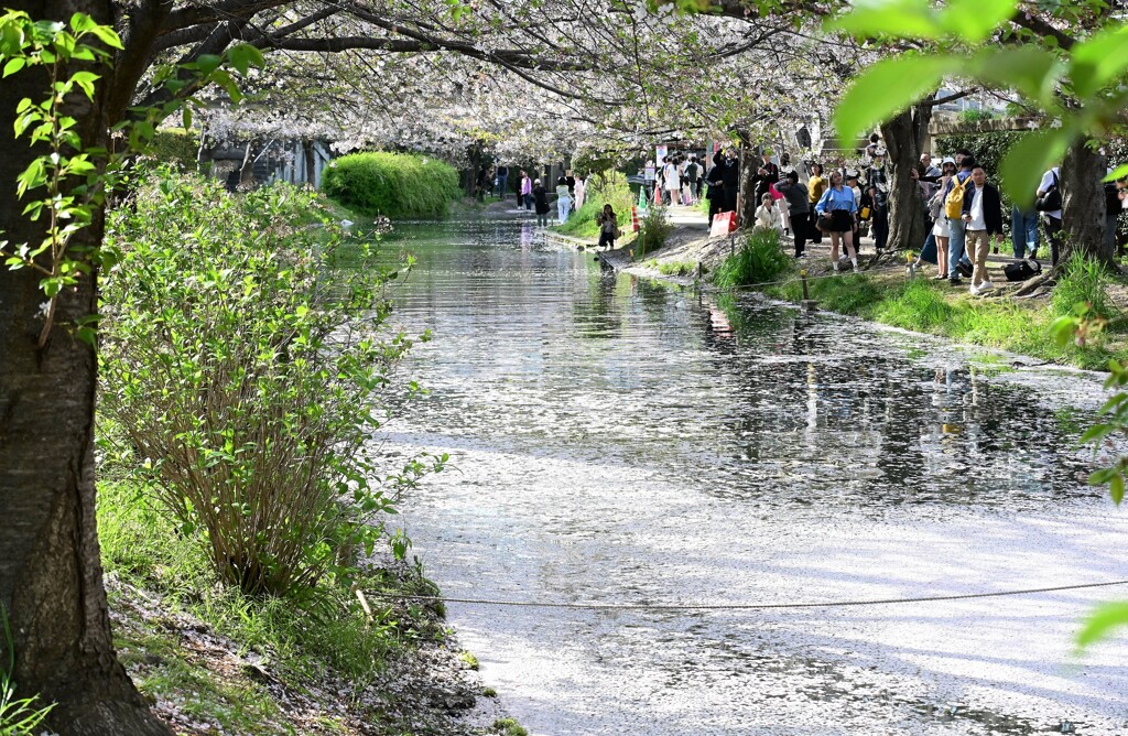 伏見十石舟の桜