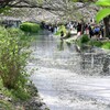 伏見十石舟の桜