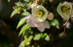 木瓜の花