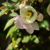 木瓜の花