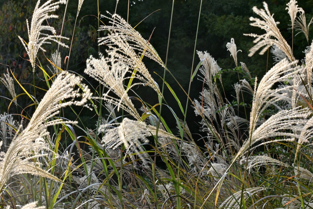 秋風に揺れて
