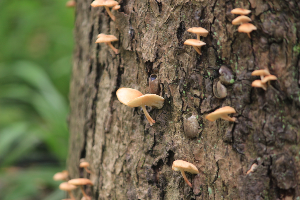 キノコの咲いた樹