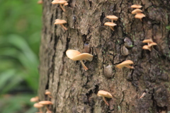 キノコの咲いた樹