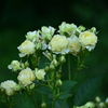 夏バラ