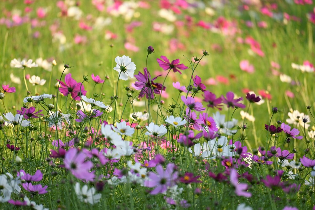 咲き乱れるコスモス