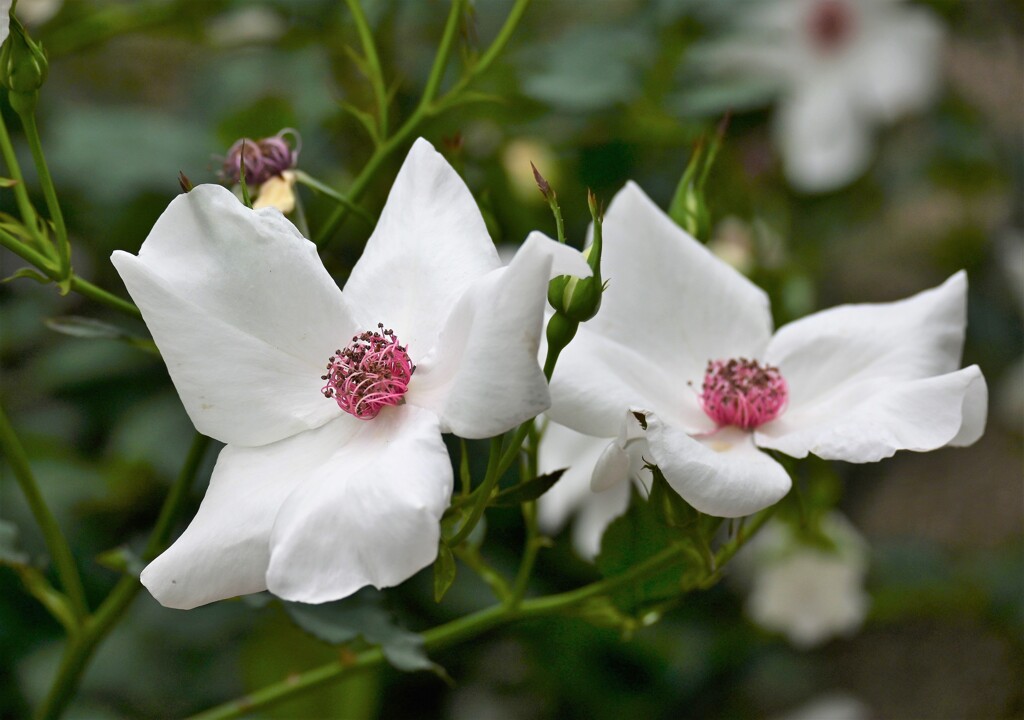 ホワイト　ウイングス