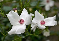 ホワイト　ウイングス