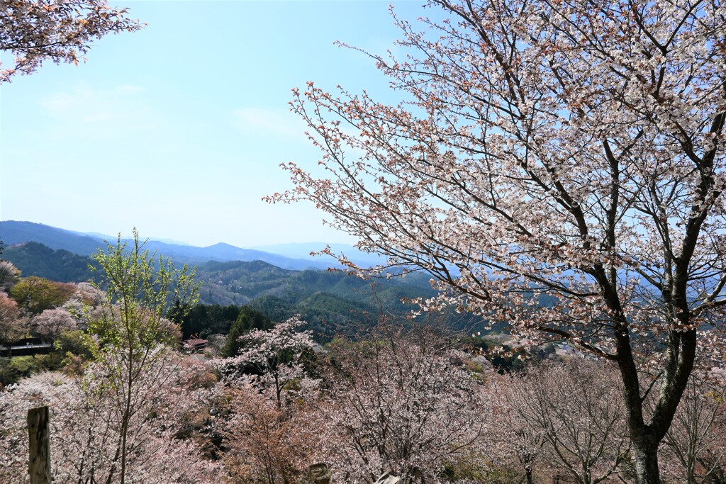 山と桜