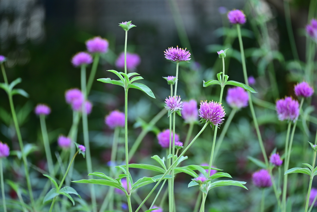 夏日の花